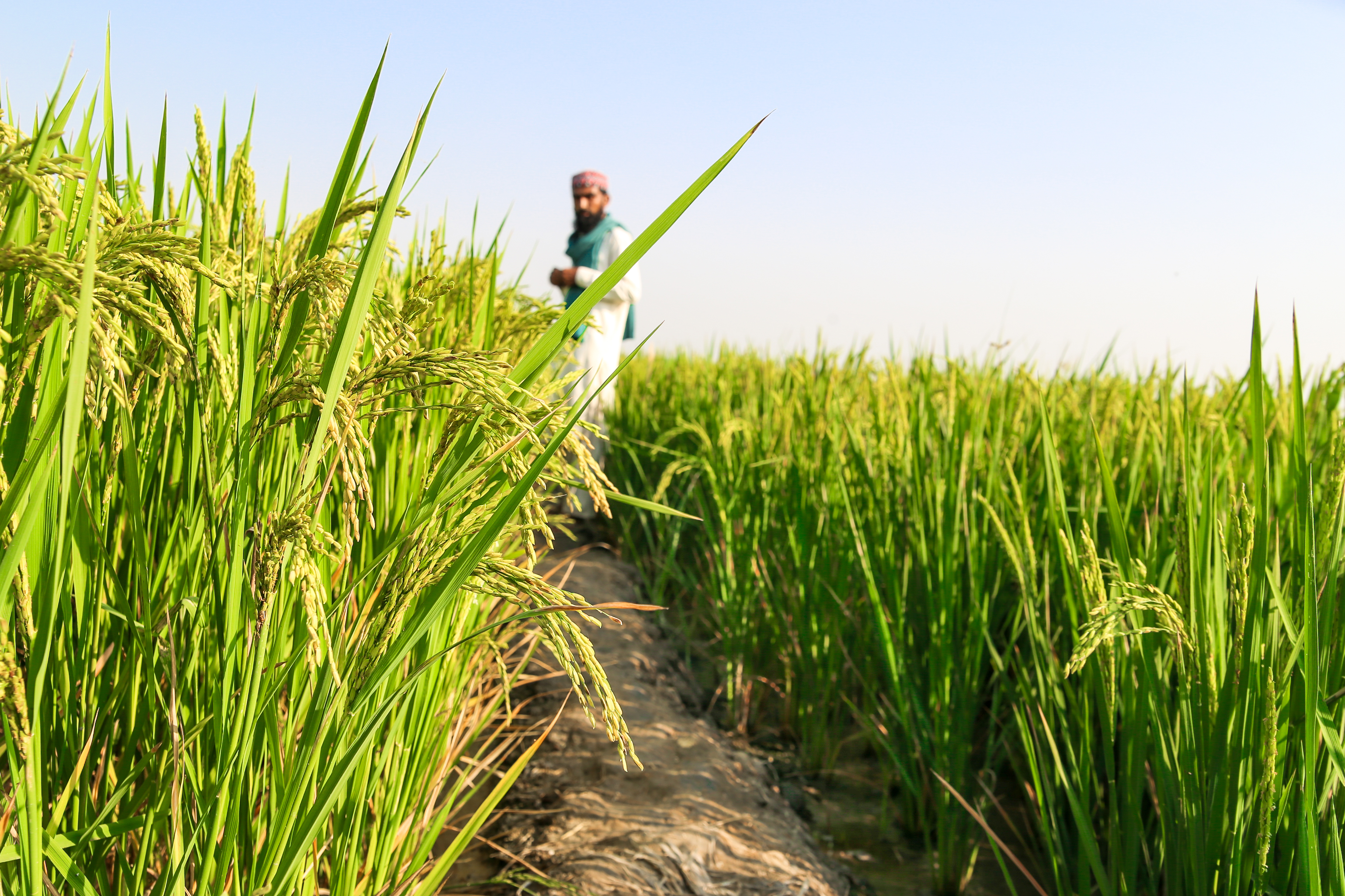 rice farming