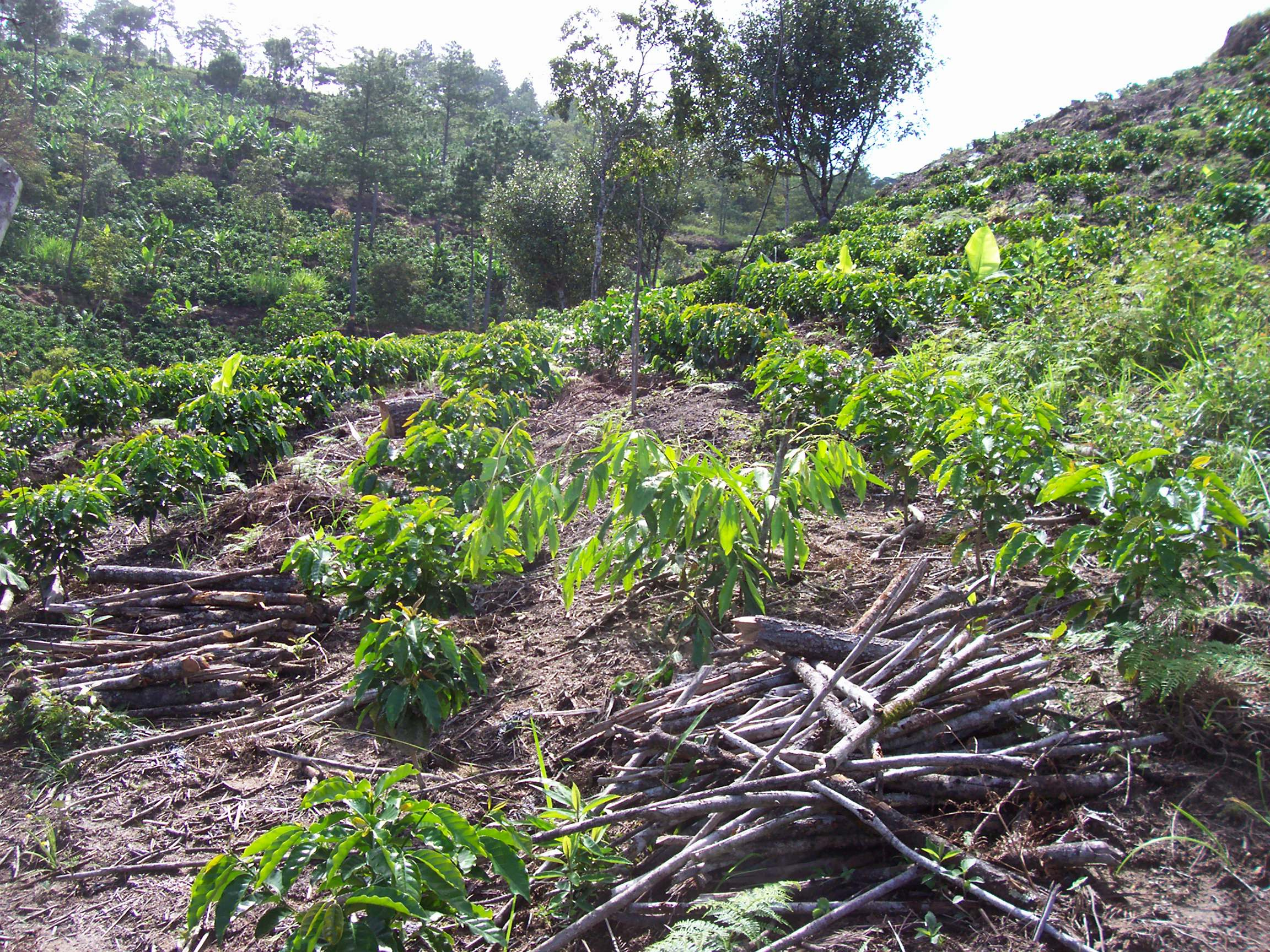 honduras CRB